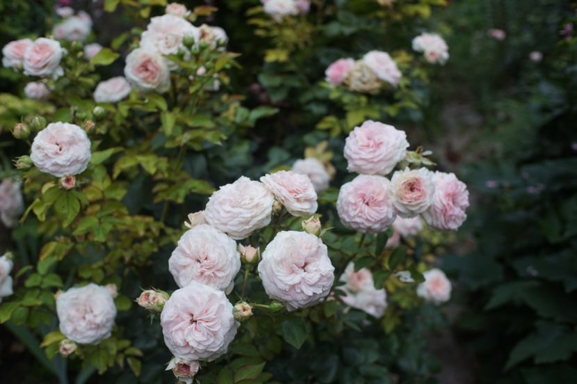  - Trandafirii care au remontat in august