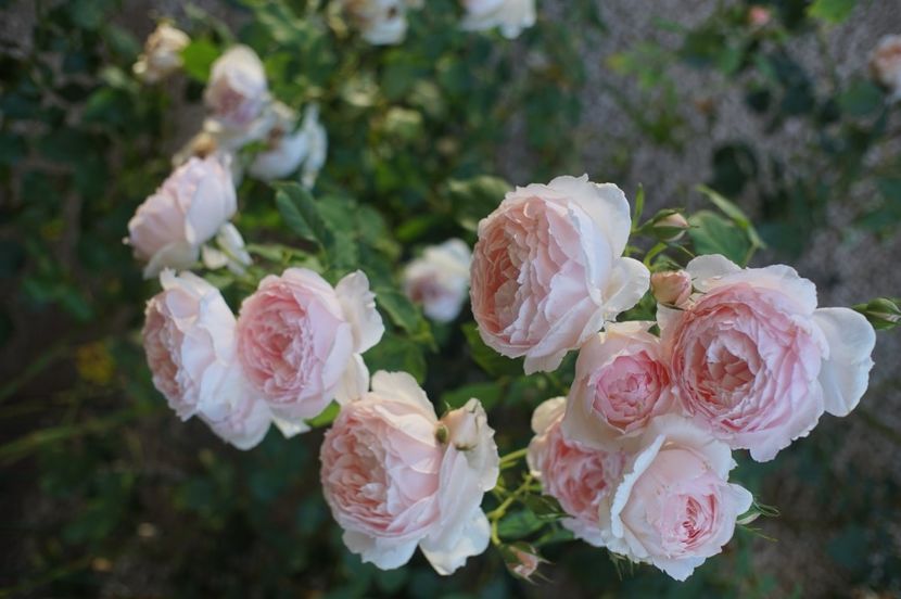 Wedgwood - Trandafirii care au remontat in august