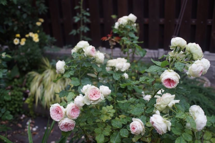  - Trandafirii care au remontat in august