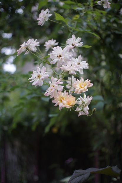 Phyllis Bide - Trandafirii care au remontat in august