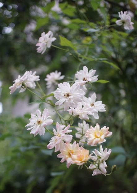  - Trandafirii care au remontat in august