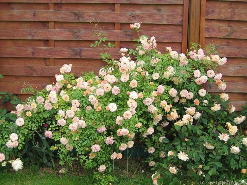 poză preluată - Phyllis Bide