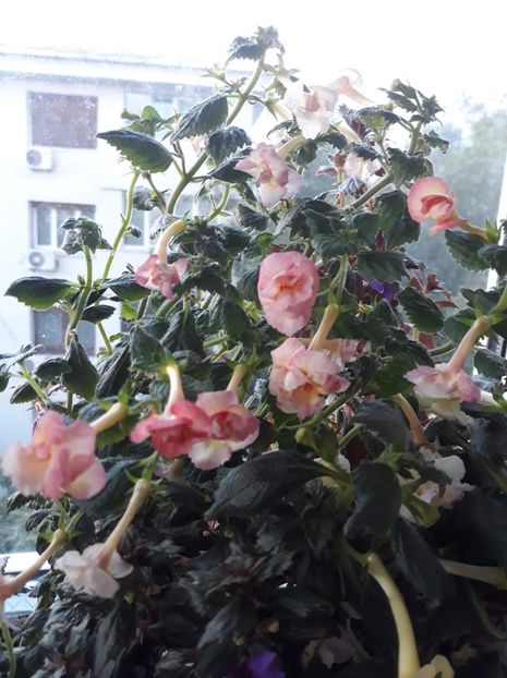  - 001 2021 - Limoncello