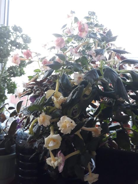  - 0001 2022 - Yellow English Rose