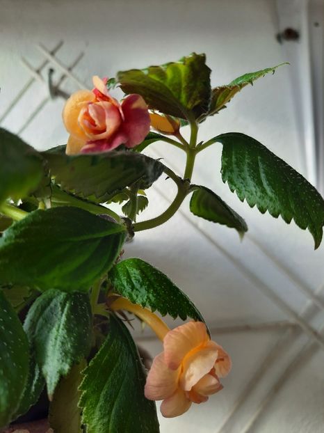  - RFs TROPICANA
