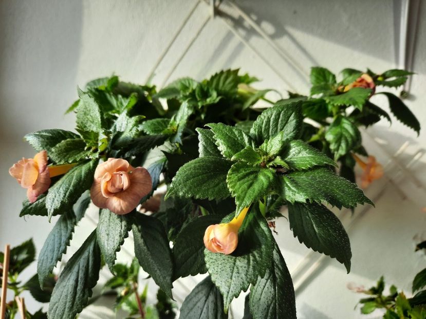  - RFs TROPICANA