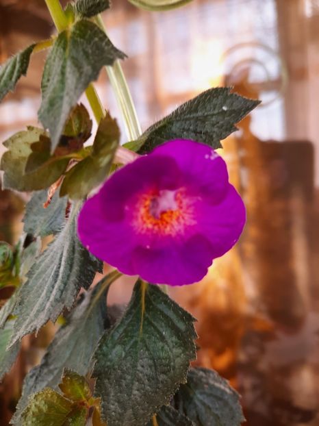  - PURPLE MYSTERY