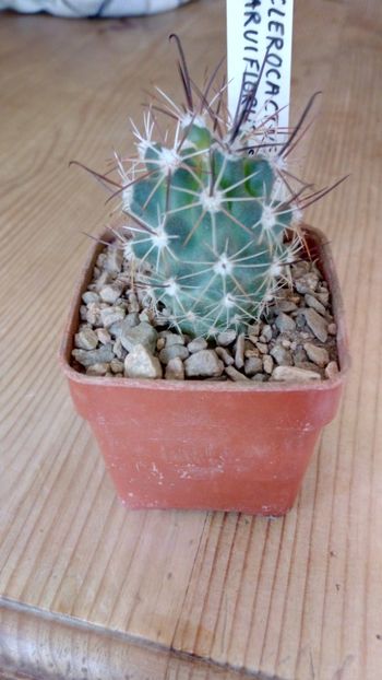 S. parviflorus SB515 - Glandulicactus--sclerocactus