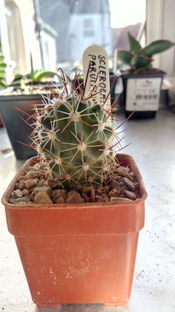 S. parviflorus SB515 - Glandulicactus--sclerocactus