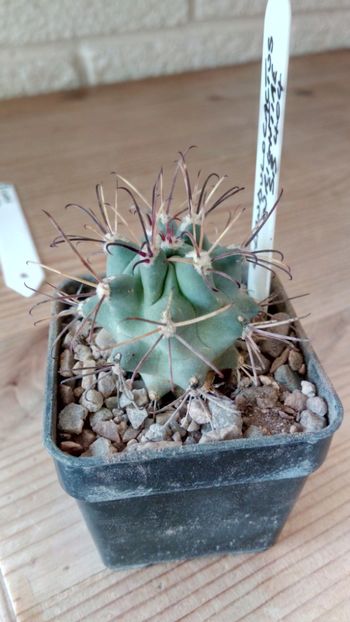 G. wrightiae SB404 - Glandulicactus--sclerocactus