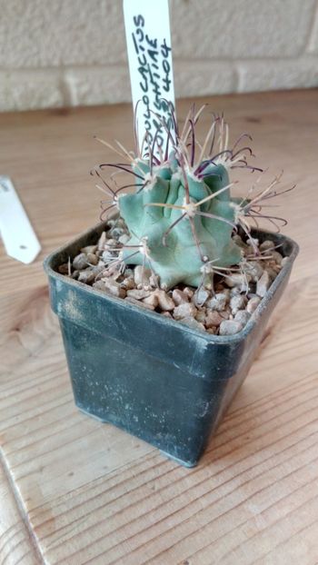 G. wrightiae SB404 - Glandulicactus--sclerocactus