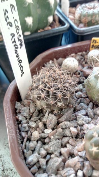 E. crispa ssp. atroviridis FK67 - Eriosyce