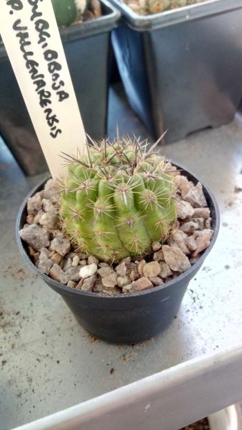 E. subgibbosa ssp. vallenarensis RMF177 - Eriosyce