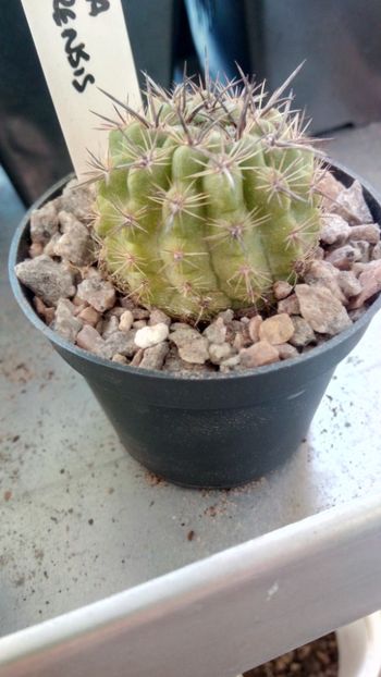 E. subgibbosa ssp vallenarensis RMF177 - Eriosyce