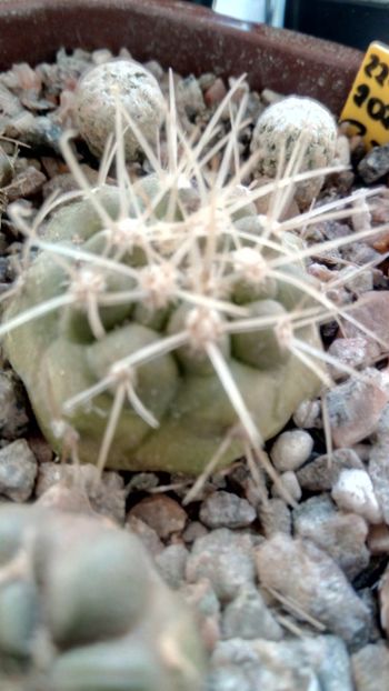 C. vinerea var. albispina JN1706 - -cinerea