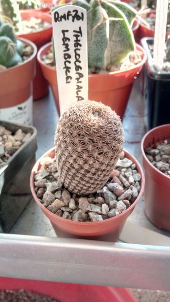 T. lembckei RMF701 - Thelocephala ---eriosyce