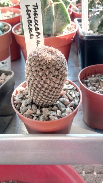 T. lembckei RMF701 - Thelocephala ---eriosyce