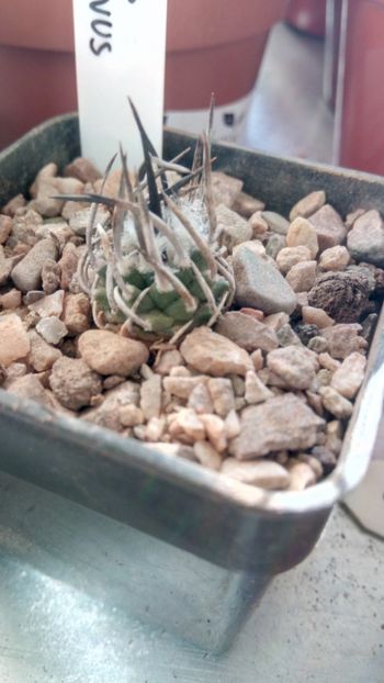 T. schmiedickeanus - Turbinicarpus