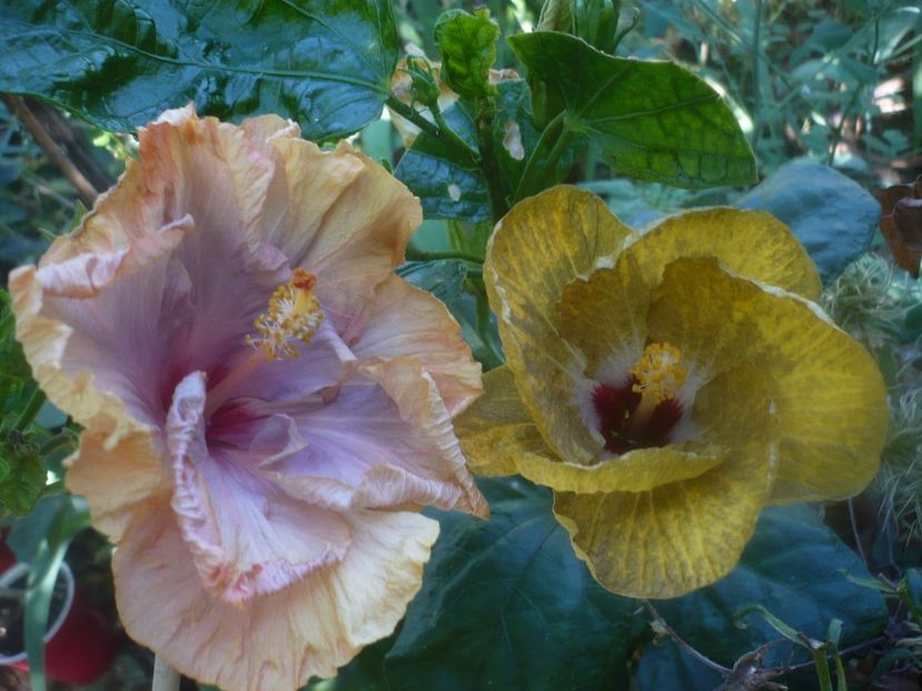 29.08.2020 - HIBISCUSI 2020-3