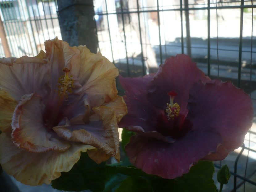 P1460070 - HIBISCUSI 2020-3