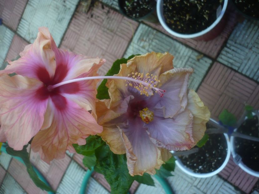 P1460074 - HIBISCUSI 2020-3