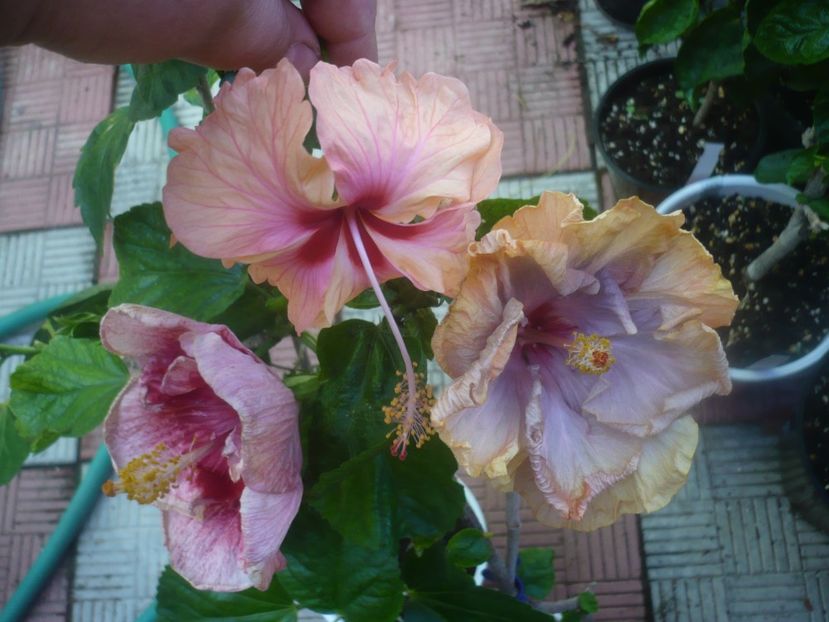 P1460076 - HIBISCUSI 2020-3