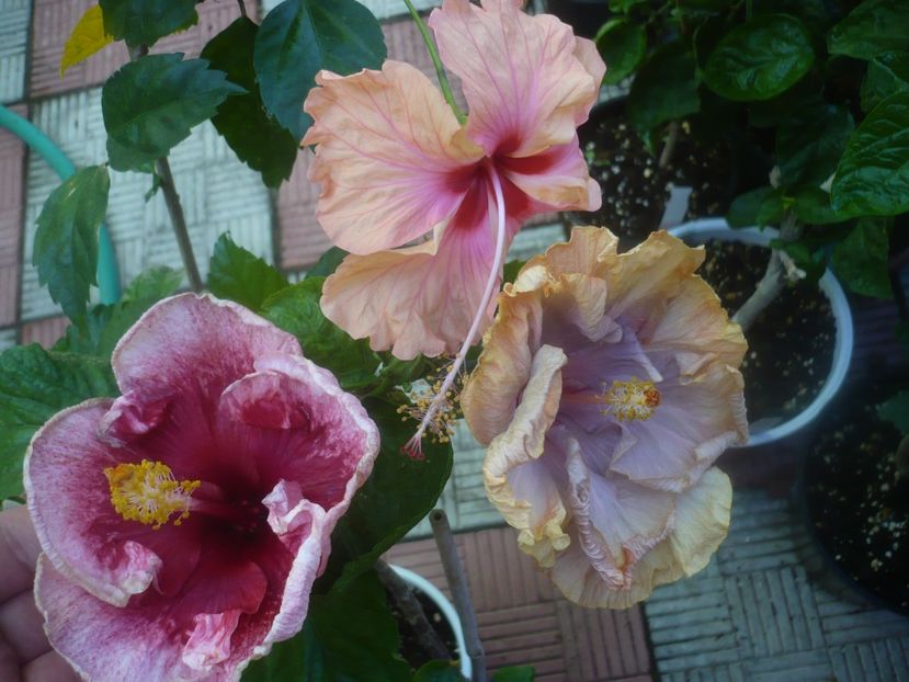 P1460077 - HIBISCUSI 2020-3