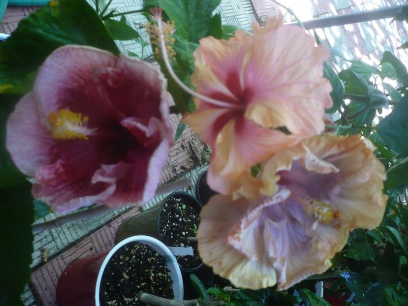 P1460078 - HIBISCUSI 2020-3