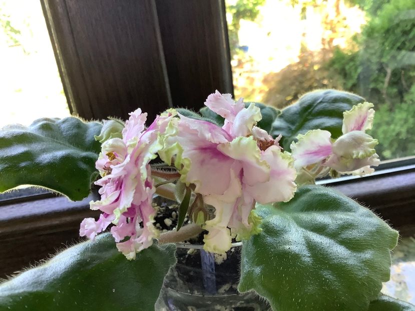  - AV Bogemnaya Rapsodia