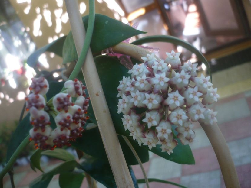 P1460087 - HOYA 2020-2