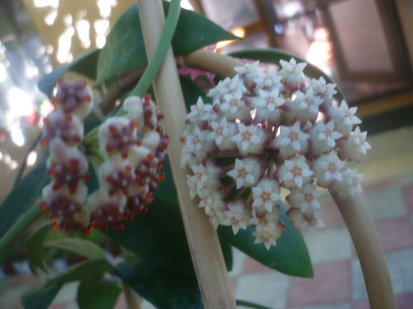 P1460088 - HOYA 2020-2
