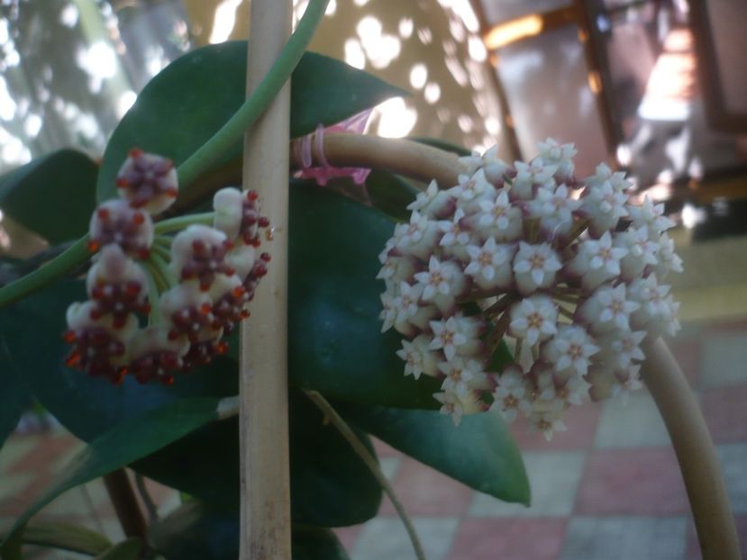 P1460089 - HOYA 2020-2