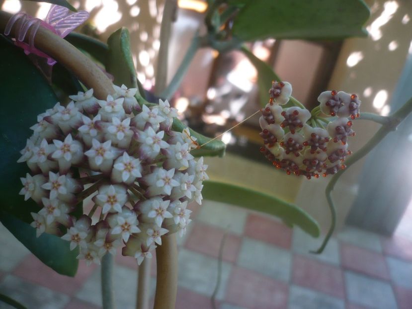 P1460090 - HOYA 2020-2