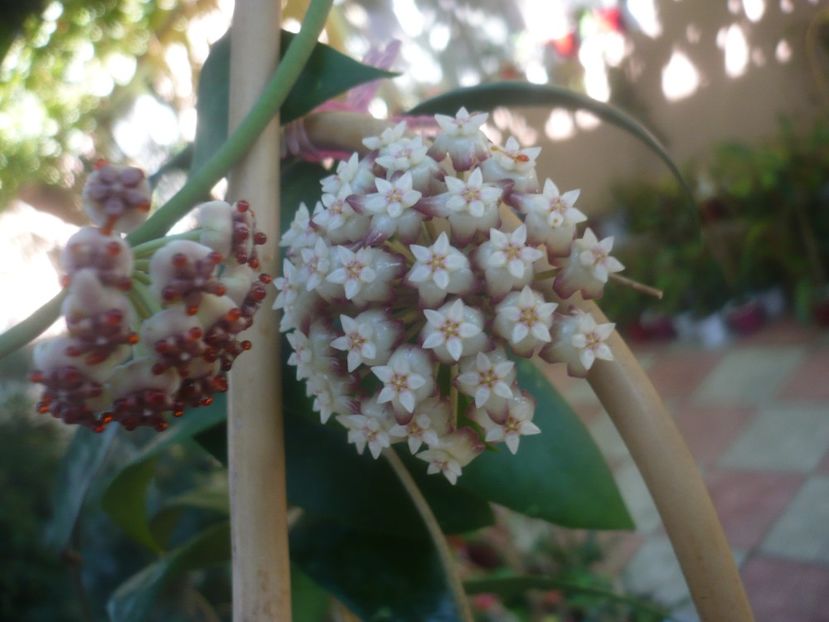 P1460092 - HOYA 2020-2