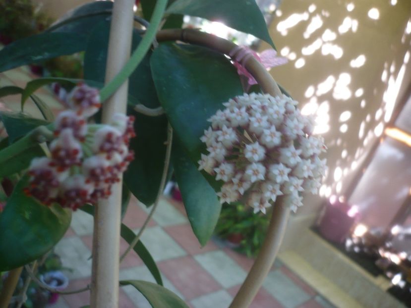 P1460093 - HOYA 2020-2