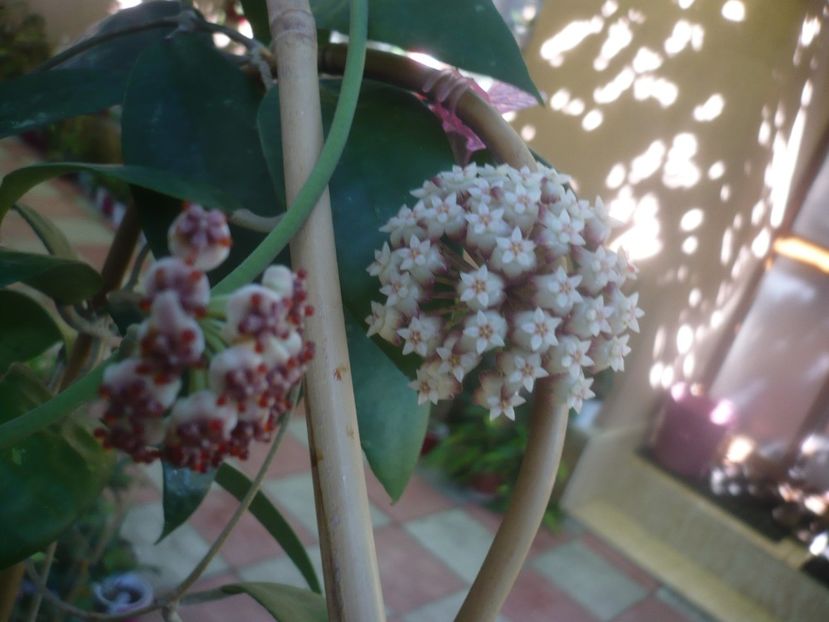 P1460094 - HOYA 2020-2