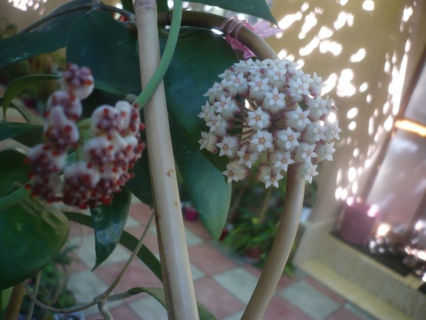 P1460095 - HOYA 2020-2