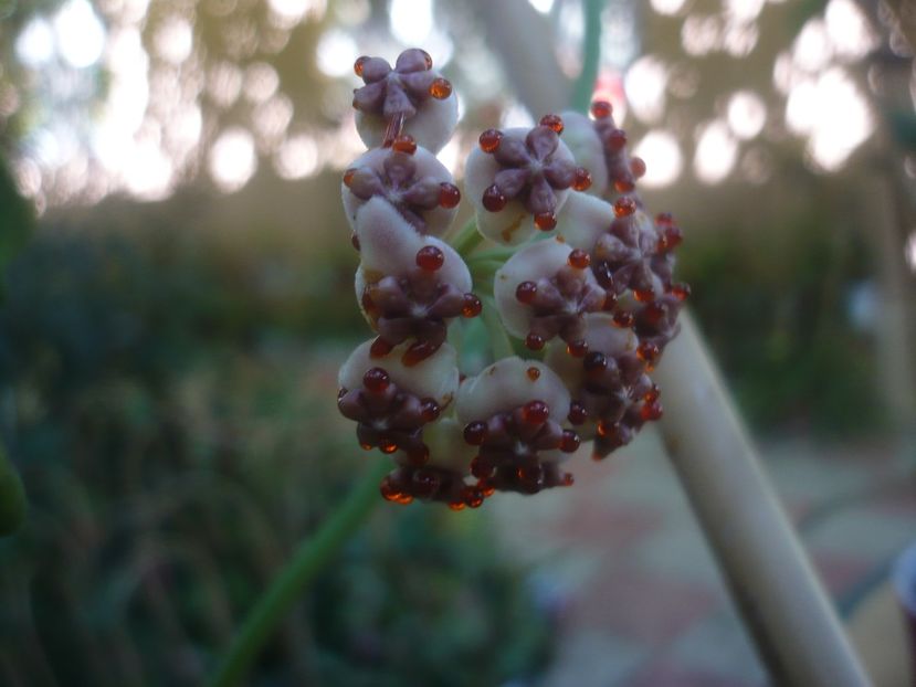 P1460097 - HOYA 2020-2