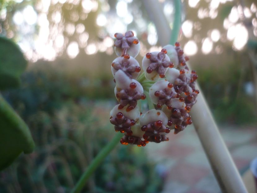 P1460098 - HOYA 2020-2