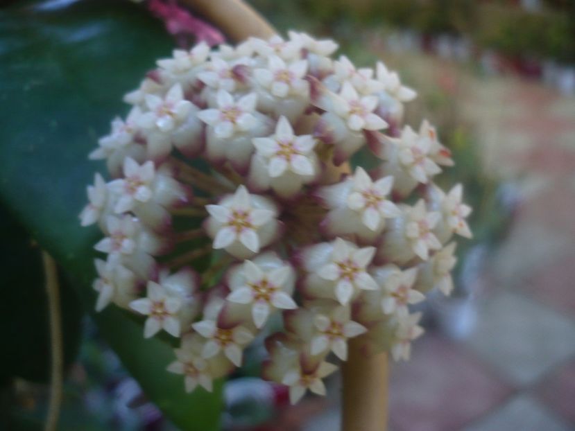 P1460099 - HOYA 2020-2