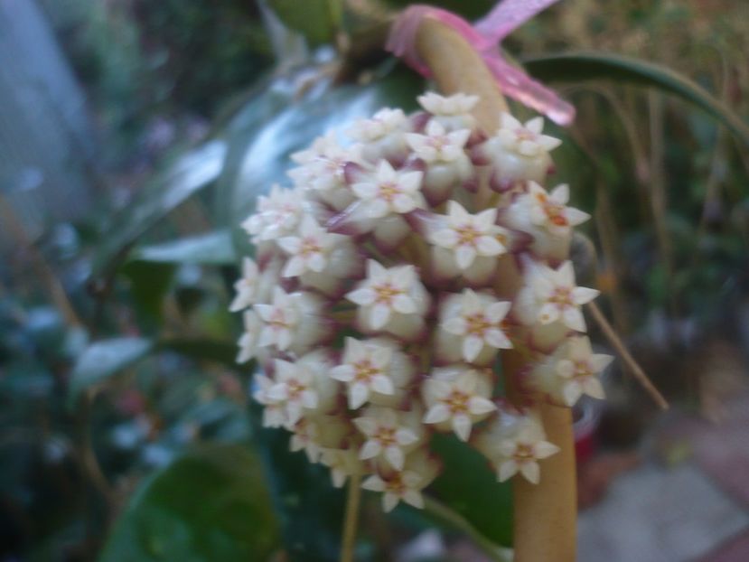 P1460100 - HOYA 2020-2