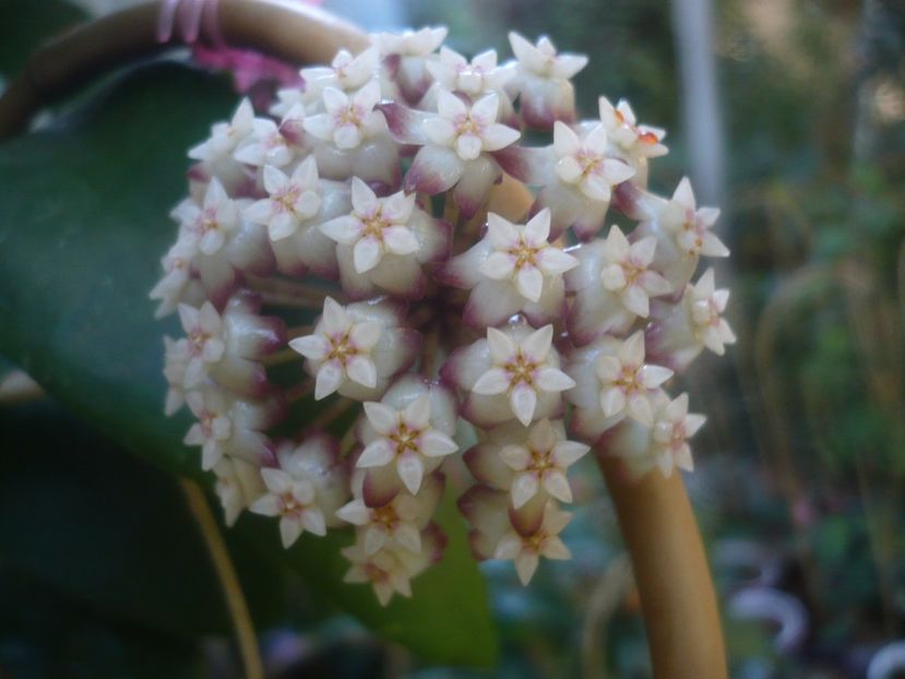 P1460101 - HOYA 2020-2