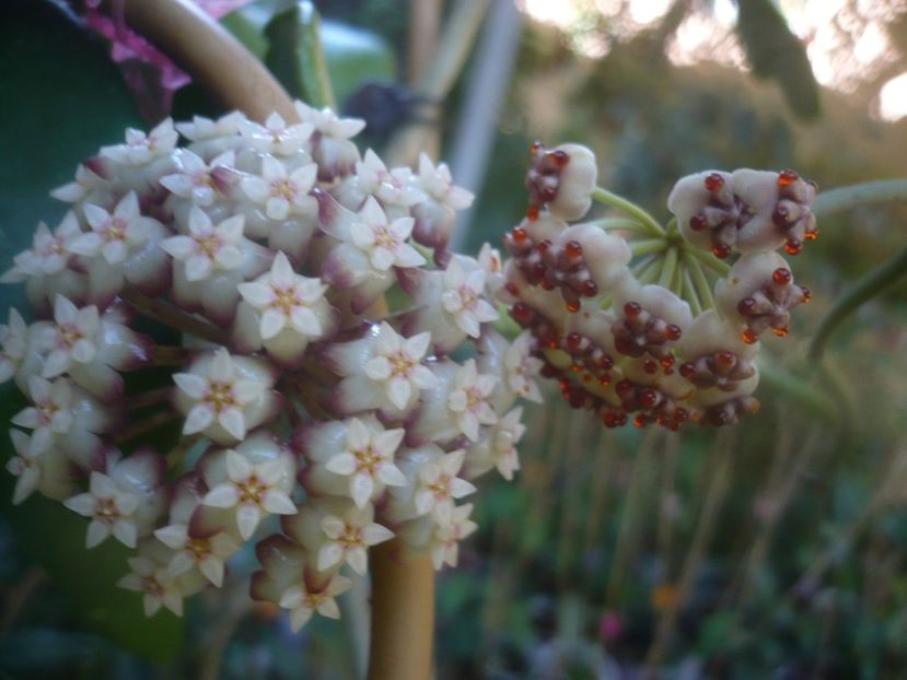 P1460103 - HOYA 2020-2