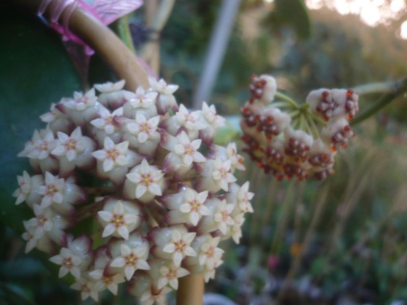 P1460104 - HOYA 2020-2