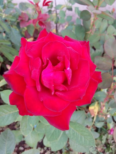  - Rosu de la prietena mea Delia