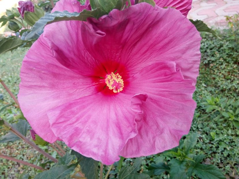 - HIBISCUS DE GRADINA