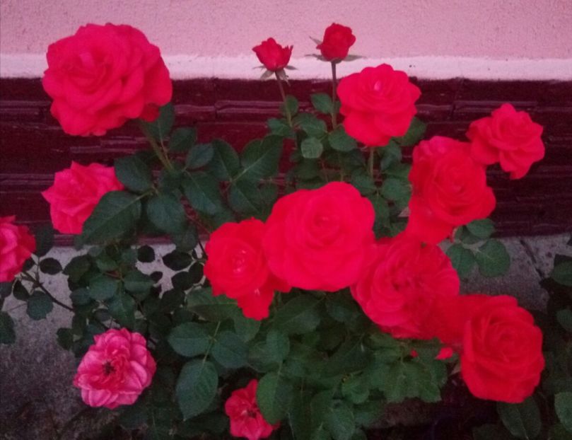  - Portocaliu - miniroza