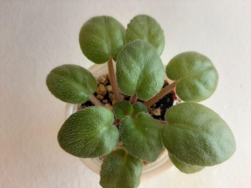 Ek Shanchaiskaja Roza 12 - 1 Disponibile