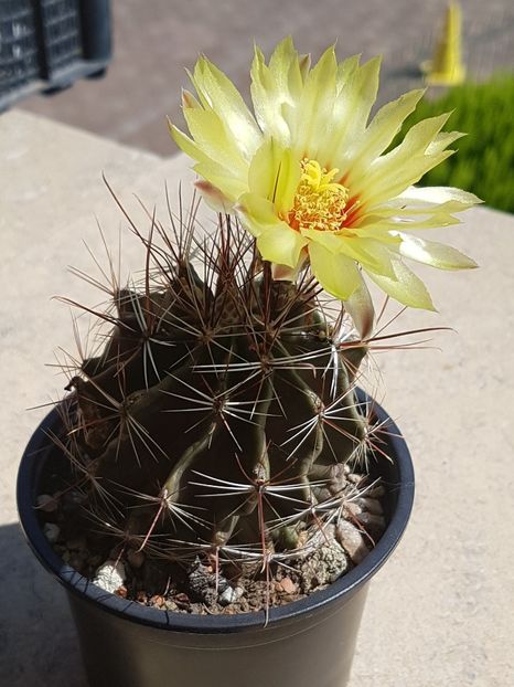 Si inca una - Ferocactus