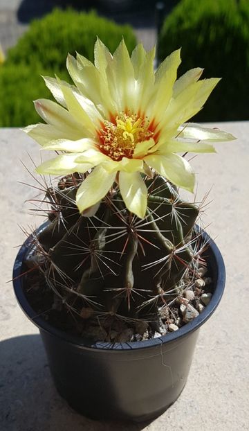  - Ferocactus